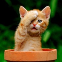 Vai trò của áo phủ ghế là gì? 