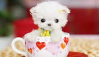 Khăn ăn có tác dụng gì với nhà hàng, tiệc cưới