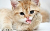 Lưu ý sử dụng và may khăn trải bàn nhà hàng