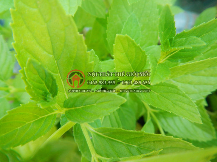 váy ghế tiệc cưới